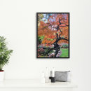 Recherche de érable japonais posters Photographie de la nature