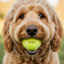 Recherche de jouet chien tennis balles Empreinte de patte