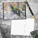 Recherche de lézard cartes postales Animaux