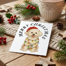 Recherche de bichons cartes postales Amoureux des chiens