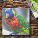 Recherche de plumes bar Photographie