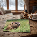 Recherche de mammifères cartes postales Marmotte