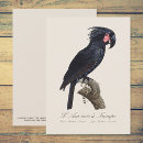 Recherche de perroquet vintage vœux cartes Cockatoo