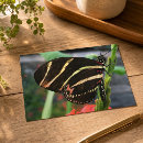 Recherche de beau papillon cartes postales Nature