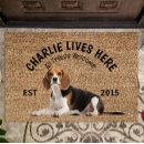 Recherche de le beagle terrasses jardins Amoureux des chiens