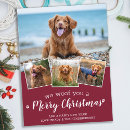 Recherche de pet cartes postales Animal