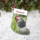 Recherche de poulet chaussette de noël Mignon
