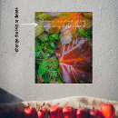 Recherche de érable rouge posters Photographie de la nature
