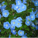 Recherche de gardening tasses Floral