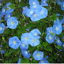 Recherche de horticulture coussins Jardinage