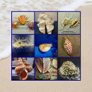 Recherche de exotic posters Coquillages