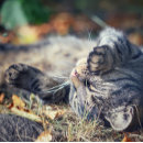 Recherche de relaxing posters Nature