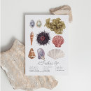 Recherche de life cartes postales Coquillage