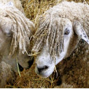 Recherche de sheep puzzles Animaux