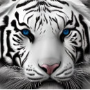 Recherche de tigre blanc puzzles Faune