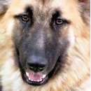Recherche de allemand plaques Chien
