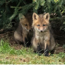 Recherche de frères jumeaux posters Soeur