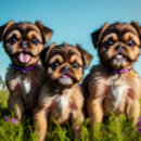 Recherche de griffon tasses Chien