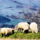 Recherche de brebis vœux cartes Agriculture