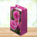 Recherche de dahlia rose Botanique