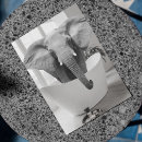 Recherche de éléphants posters Imprimer