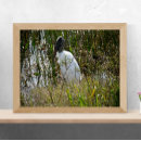 Recherche de cigogne art Floride