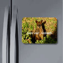 Recherche de marsupiaux magnets Animal
