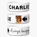 Recherche de faim Chien