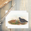 Recherche de caille cartes postales Illustration