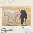 Recherche de cheval occidental photographie Blanc