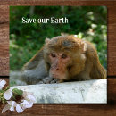 Recherche de singe bar Animal
