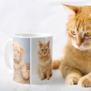 Recherche de propriétaire de chat tasses Cats