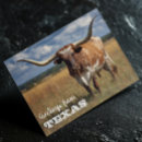 Recherche de taureau cartes postales Longhorn
