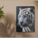 Recherche de tigres blancs posters Faune