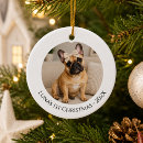 Recherche de bouledogue francais ornements Pour animaux