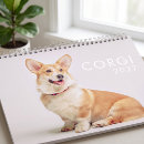 Recherche de corgi Chien