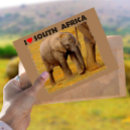 Recherche de veaux cartes postales Animal
