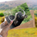 Recherche de buffle africain cartes postales Afrique