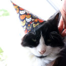 Recherche de chats chapeaux Pour tous