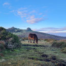 Recherche de cheval magnets Poney