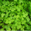 Recherche de shamrock papier cadeau Irlande