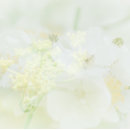 Recherche de jaune pâle cartes visite Fleurs