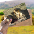 Recherche de lions cartes postales Africain