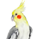 Recherche de parrot autocollants Oiseaux