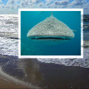 Recherche de photo de requin cartes postales Requins
