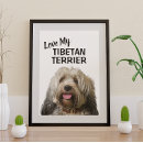 Recherche de tibétain posters Chiens