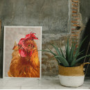 Recherche de poule posters Coloré