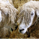 Recherche de moutons carrés autocollants Animal de ferme