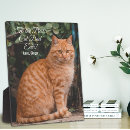 Recherche de amoureux de les chats plaques Chaton