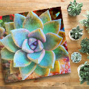 Recherche de cactus puzzles Succulent
